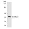 CD32a antibody, LS-C291946, Lifespan Biosciences, Western Blot image 