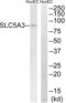 Solute Carrier Family 5 Member 3 antibody, LS-B4872, Lifespan Biosciences, Western Blot image 