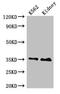 TNFRSF1A Associated Via Death Domain antibody, CSB-PA621879EA01HU, Cusabio, Western Blot image 