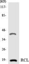 Deoxyribonucleoside 5 -monophosphate N-glycosidase antibody, LS-C200575, Lifespan Biosciences, Western Blot image 