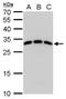 Spi-C Transcription Factor antibody, PA5-35987, Invitrogen Antibodies, Western Blot image 