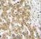 Nipsnap Homolog 3A antibody, LS-C162969, Lifespan Biosciences, Immunohistochemistry paraffin image 
