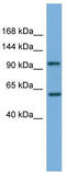 Phosphatidylinositol 4-Kinase Beta antibody, TA337684, Origene, Western Blot image 