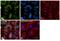 Receptor For Activated C Kinase 1 antibody, PA5-17484, Invitrogen Antibodies, Immunofluorescence image 