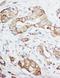 Insulin Like Growth Factor 1 antibody, PA1374, Boster Biological Technology, Immunohistochemistry paraffin image 