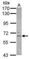 Amyloid protein-binding protein 2 antibody, NBP2-15432, Novus Biologicals, Western Blot image 