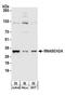 Ribonuclease H2 Subunit A antibody, A304-149A, Bethyl Labs, Western Blot image 