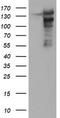Cytosolic carboxypeptidase 1 antibody, TA800234, Origene, Western Blot image 