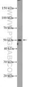 Serum Response Factor Binding Protein 1 antibody, 12792-1-AP, Proteintech Group, Western Blot image 