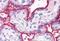 Surfeit 4 antibody, NBP1-44374, Novus Biologicals, Immunohistochemistry paraffin image 