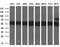 CD36 Molecule antibody, GTX84722, GeneTex, Western Blot image 