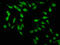 PBX Homeobox 1 antibody, CSB-PA017505LA01HU, Cusabio, Immunofluorescence image 