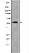 RasGEF Domain Family Member 1B antibody, orb338604, Biorbyt, Western Blot image 