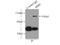 Membrane Metalloendopeptidase antibody, 18008-1-AP, Proteintech Group, Immunoprecipitation image 