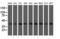 Ubiquitin Conjugating Enzyme E2 J1 antibody, LS-C174081, Lifespan Biosciences, Western Blot image 