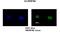 Heterogeneous nuclear ribonucleoprotein A0 antibody, NBP1-57275, Novus Biologicals, Immunofluorescence image 