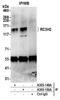 Ring Finger And CCCH-Type Domains 2 antibody, A305-150A, Bethyl Labs, Immunoprecipitation image 