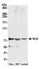 Neurolysin antibody, NBP2-59117, Novus Biologicals, Western Blot image 
