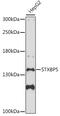 Syntaxin-binding protein 5 antibody, 16-544, ProSci, Western Blot image 