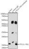 Mitochondrial fission 1 protein antibody, GTX55624, GeneTex, Immunoprecipitation image 