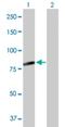 Family With Sequence Similarity 200 Member A antibody, H00221786-D01P, Novus Biologicals, Western Blot image 