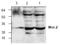 Wnt Family Member 2 antibody, AP00246PU-N, Origene, Western Blot image 