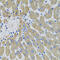 Mannose Binding Lectin 2 antibody, 19-884, ProSci, Immunohistochemistry frozen image 