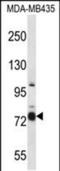 Cas Scaffold Protein Family Member 4 antibody, PA5-48588, Invitrogen Antibodies, Western Blot image 