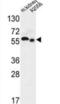 hMATE-2 antibody, abx032293, Abbexa, Western Blot image 