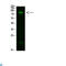 CD22 Molecule antibody, LS-C813285, Lifespan Biosciences, Western Blot image 