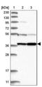 Protein prune homolog 2 antibody, NBP1-89335, Novus Biologicals, Western Blot image 