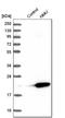 Neuromedin U antibody, HPA025926, Atlas Antibodies, Western Blot image 