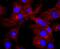 Complement component C3a antibody, NBP2-66994, Novus Biologicals, Immunofluorescence image 