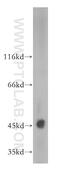 Protein Dom3Z antibody, 11015-2-AP, Proteintech Group, Western Blot image 