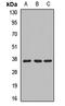 Mitochondrial Ribosomal Protein L1 antibody, orb412317, Biorbyt, Western Blot image 