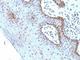 c-Myc antibody, V2745-100UG, NSJ Bioreagents, Flow Cytometry image 