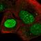 Nucleolus And Neural Progenitor Protein antibody, HPA069654, Atlas Antibodies, Immunofluorescence image 