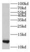 Small Ubiquitin Like Modifier 2 antibody, FNab08390, FineTest, Western Blot image 