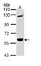 Caspase Recruitment Domain Family Member 9 antibody, GTX110789, GeneTex, Western Blot image 