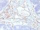 Platelet And Endothelial Cell Adhesion Molecule 1 antibody, V2784IHC-7ML, NSJ Bioreagents, Immunohistochemistry frozen image 