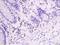 CD28 antibody, orb156304, Biorbyt, Immunohistochemistry paraffin image 