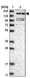 Protein CASC5 antibody, NBP1-89223, Novus Biologicals, Western Blot image 