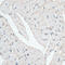 Dystrophin antibody, 15-377, ProSci, Immunohistochemistry paraffin image 