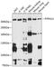 Protein Tyrosine Phosphatase Non-Receptor Type 13 antibody, 14-741, ProSci, Western Blot image 