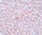 Arginine And Serine Rich Coiled-Coil 1 antibody, 5607, ProSci, Immunohistochemistry paraffin image 