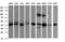 Acetyl-CoA Acyltransferase 2 antibody, LS-C174696, Lifespan Biosciences, Western Blot image 