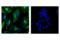Nestin antibody, 35884S, Cell Signaling Technology, Immunofluorescence image 