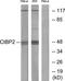 C-terminal-binding protein 2 antibody, TA313709, Origene, Western Blot image 