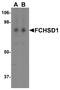 FCH And Double SH3 Domains 1 antibody, A13635, Boster Biological Technology, Western Blot image 