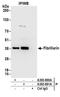 Fibrillarin antibody, A303-891A, Bethyl Labs, Immunoprecipitation image 